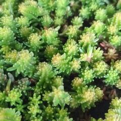 ☆多肉植物　セダム·サクザクラレモスグリーン　カット苗15本