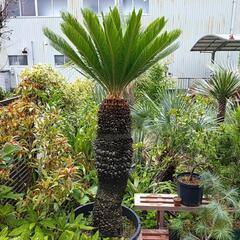 ソテツ お引き取りに来ていただける方限定