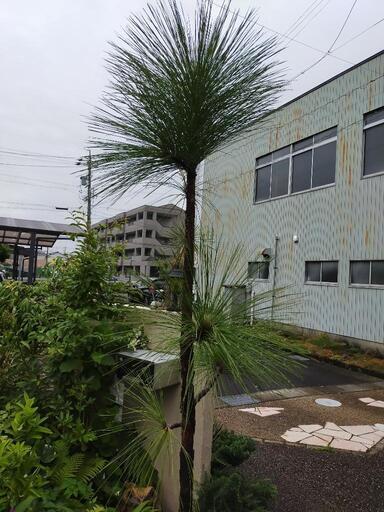 大王松の鉢植え お引き取りに来ていただける方限定