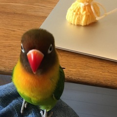 ボタンインコを探しています