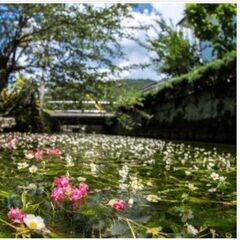 《特別天然記念物》長岡のゲンジボタル観賞と醒井宿散策