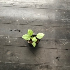花苗　ダリアの苗　花色大きさ不明