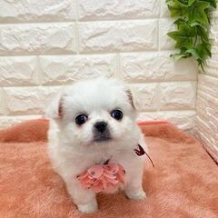 チワペキ里親募集です。