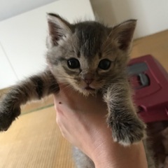 人懐こく可愛い　長毛　しましまグレーの男の子