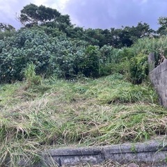 伐採、抜根
