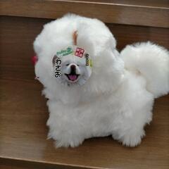 ★ブサカワわさお君★の画像