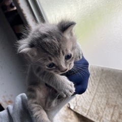 【里親さん決まりました】