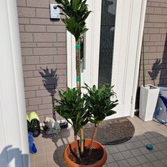ドラセナ・フラグランス🌿お部屋のアクセントにどうぞ☺️(1400...