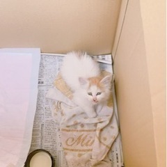 推定1~2ヶ月の子猫