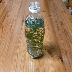 水草 アナカリス(オオカナダモ) 1Lペットボトル