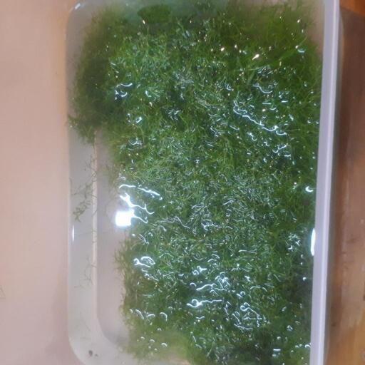 大量リシア  ADA液肥育成