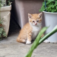 可愛い兄弟子猫ちゃん0歳2ヶ月オス