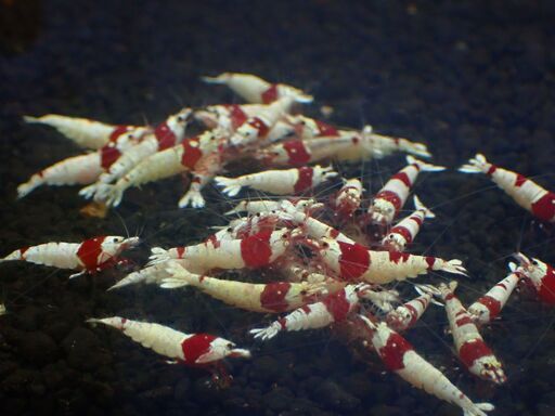 【R-26】レッドビー60匹