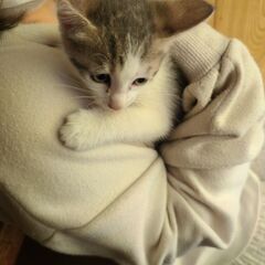 子猫の里親募集してます