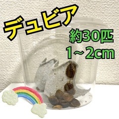 デュビア　SS〜Sサイズ　約30匹