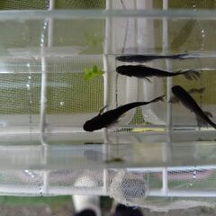 サタン　卵10個