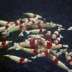 【R-20】格安！観賞用　レッドビーシュリンプの画像