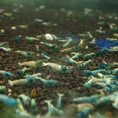 【R-20】格安！観賞用　レッドビーシュリンプの画像