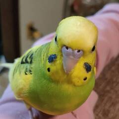 見つかりました！！迷子インコの捜索中です！！　セキセイインコ（黄色） − 兵庫県