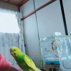 見つかりました！！迷子インコの捜索中です！！　セキセイインコ（黄色） - 手伝って/助けて