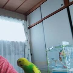 見つかりました！！迷子インコの捜索中です！！　セキセイインコ（黄色） - 川西市