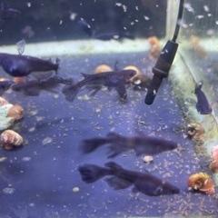 🐸🐟ヒレ長サタン 特典付き