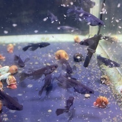 🐸🐟ヒレ長サタン 特典付きの画像