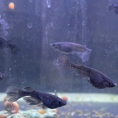 🐸🐟ヒレ長サタン 特典付きの画像