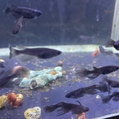 🐸🐟ヒレ長サタン 特典付きの画像