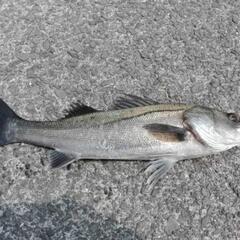 シーバス釣りに使えるリール、ロッド、ルアーを探しています。