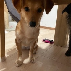 里親さん決まりました😊MIX犬🐶加藤ちゃん
