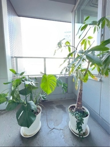 モンステラ、パキラ　セット売り