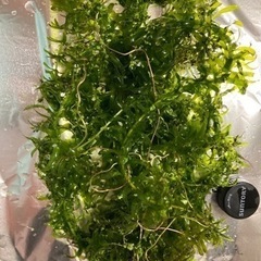 水草　アナカリス　20本