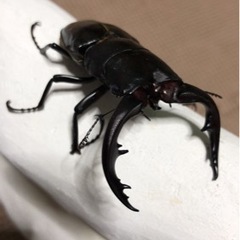 渋川動物公園　MIZONKO倶楽部　クワガタ　カブト展示クジ引き抽選会 - 展示会
