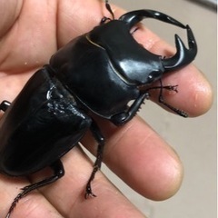 渋川動物公園　MIZONKO倶楽部　クワガタ　カブト展示クジ引き抽選会 − 岡山県