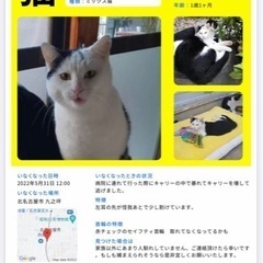 迷子猫　無事見つかりました😺