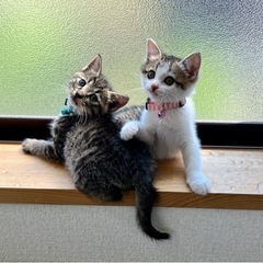 1.5〜2ヶ月のかわいい子猫2匹