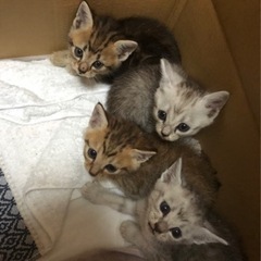 子猫（0才）