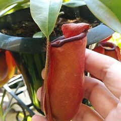 食虫植物で語りたい