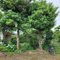【6月中に取引終了します】まきの木と、庭石