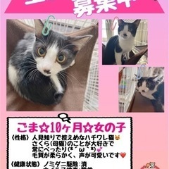 飼い主様がミルクから育てた人見知りのハチワレ猫ちゃん♡