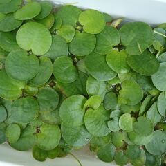 メダカなどに！水草、無料で差し上げます