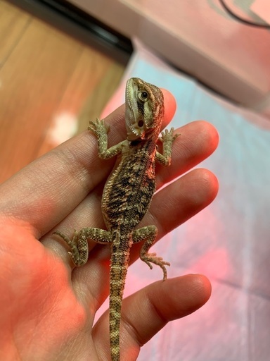 フトアゴヒゲトカゲベビー (梅本) 池袋のその他の里親募集