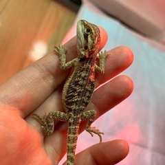 フトアゴヒゲトカゲ　ベビー