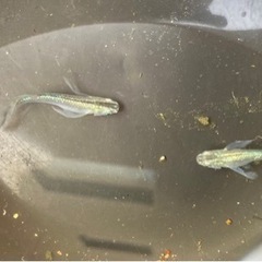 緑光ヒレナガメダカ、卵付き産卵床。