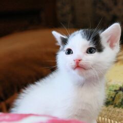 里親様決定！無責任なエサやりさんを説得し保護した子猫２匹の里親様...