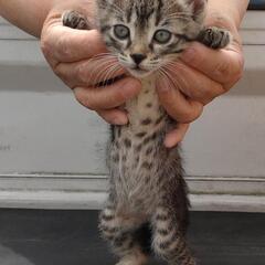 ありがとうございます！里親様決まりました！可愛い子猫、キジトラ女のコ♪