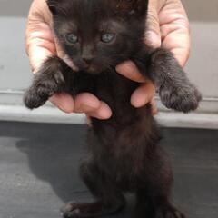 ありがとうございます！里親様決まりました！可愛い子猫、黒猫男の子♪