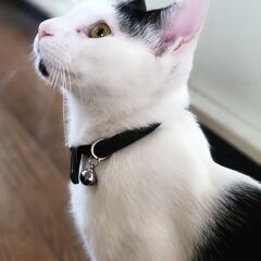 超美男子！人が大好き！明るく楽しく活発な八割れ君！