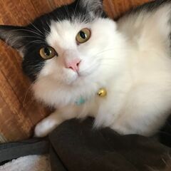 長毛の美猫君　プリンス　